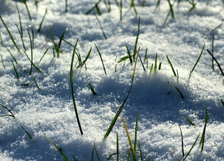 Assessment of crops overwintering
